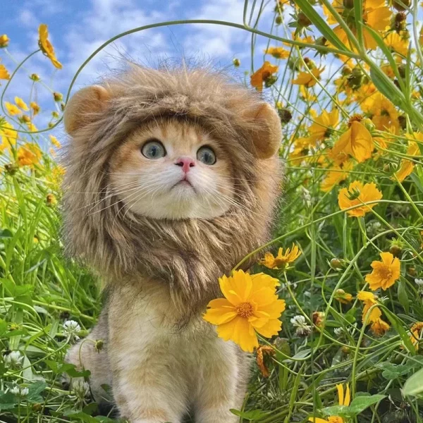 Déguisement lion pour chat